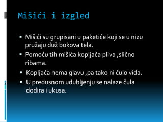 Mišići i izgled

 Mišići su grupisani u paketiće koji se u nizu
  pružaju duž bokova tela.
 Pomoću tih mišića kopljača pliva ,slično
  ribama.
 Kopljača nema glavu ,pa tako ni čulo vida.
 U predusnom udubljenju se nalaze čula
  dodira i ukusa.
 