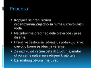 Procesi

 Kopljaca se hrani sitnim
    organizmima.Zajedno sa njima u crevo ulazi i
    voda.
   Na zidovima predjneg dela creva obavlja se
    disanje.
   Hranljive čestice se izdvajaju i potiskuju kroz
    crevo ,u kome se obavlja varenje.
   Za razliku od većine ostalih životinja,analni
    otvor se ne nalazi na zadnjem kraju tela.
   Iza analnog otvora imaju rep.
 
