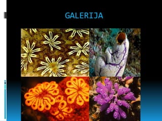 GALERIJA
 