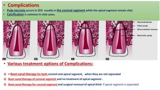 • Complications
• Pulp necrosis occurs in 25% usually in the coronal segment while the apical segment remain vital.
• Calcification is common in vital cases.
• Various treatment options of Complications:
1) • Root canal therapy for both coronal and apical segment, when they are not separated
2) Root canal therapy of coronal segment and no treatment of apical segment .
3) Root canal therapy for coronal segment and surgical removal of apical third if apical segment is separated
 