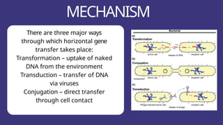 Understanding Horizontal Gene Transfer: Mechanisms, Importance, and ...