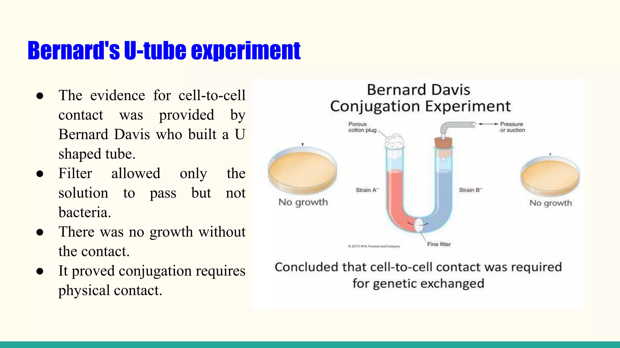 Bernard's U-tube experiment
● The evidence for cell-to-cell
contact was provided by
Bernard Davis who built a U
shaped tube.
● Filter allowed only the
solution to pass but not
bacteria.
● There was no growth without
the contact.
● It proved conjugation requires
physical contact.
 