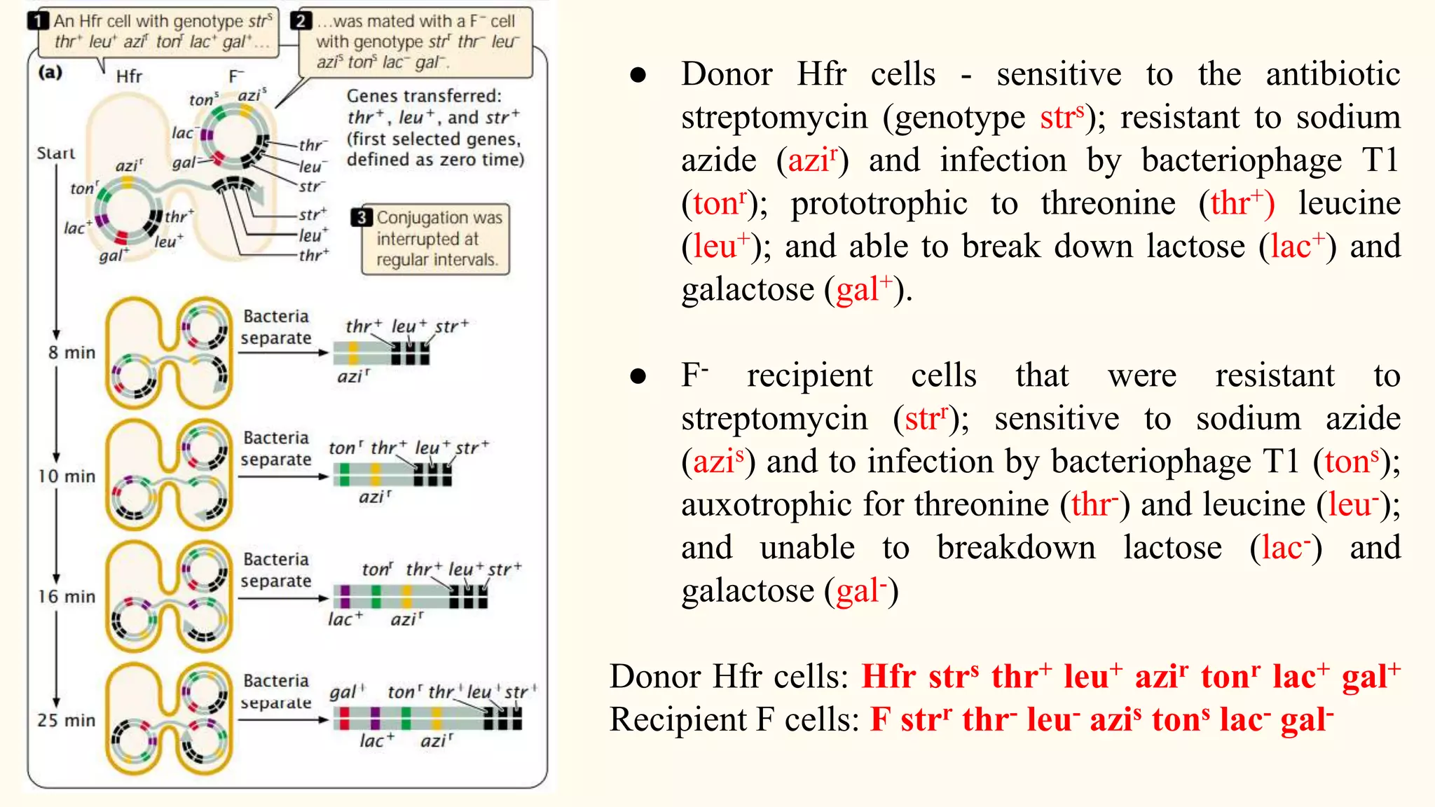 ● Donor Hfr cells - sensitive to the antibiotic
streptomycin (genotype strs); resistant to sodium
azide (azir) and infection by bacteriophage T1
(tonr); prototrophic to threonine (thr+) leucine
(leu+); and able to break down lactose (lac+) and
galactose (gal+).
● F- recipient cells that were resistant to
streptomycin (strr); sensitive to sodium azide
(azis) and to infection by bacteriophage T1 (tons);
auxotrophic for threonine (thr-) and leucine (leu-);
and unable to breakdown lactose (lac-) and
galactose (gal-)
Donor Hfr cells: Hfr strs thr+ leu+ azir tonr lac+ gal+
Recipient F cells: F strr thr- leu- azis tons lac- gal-
 