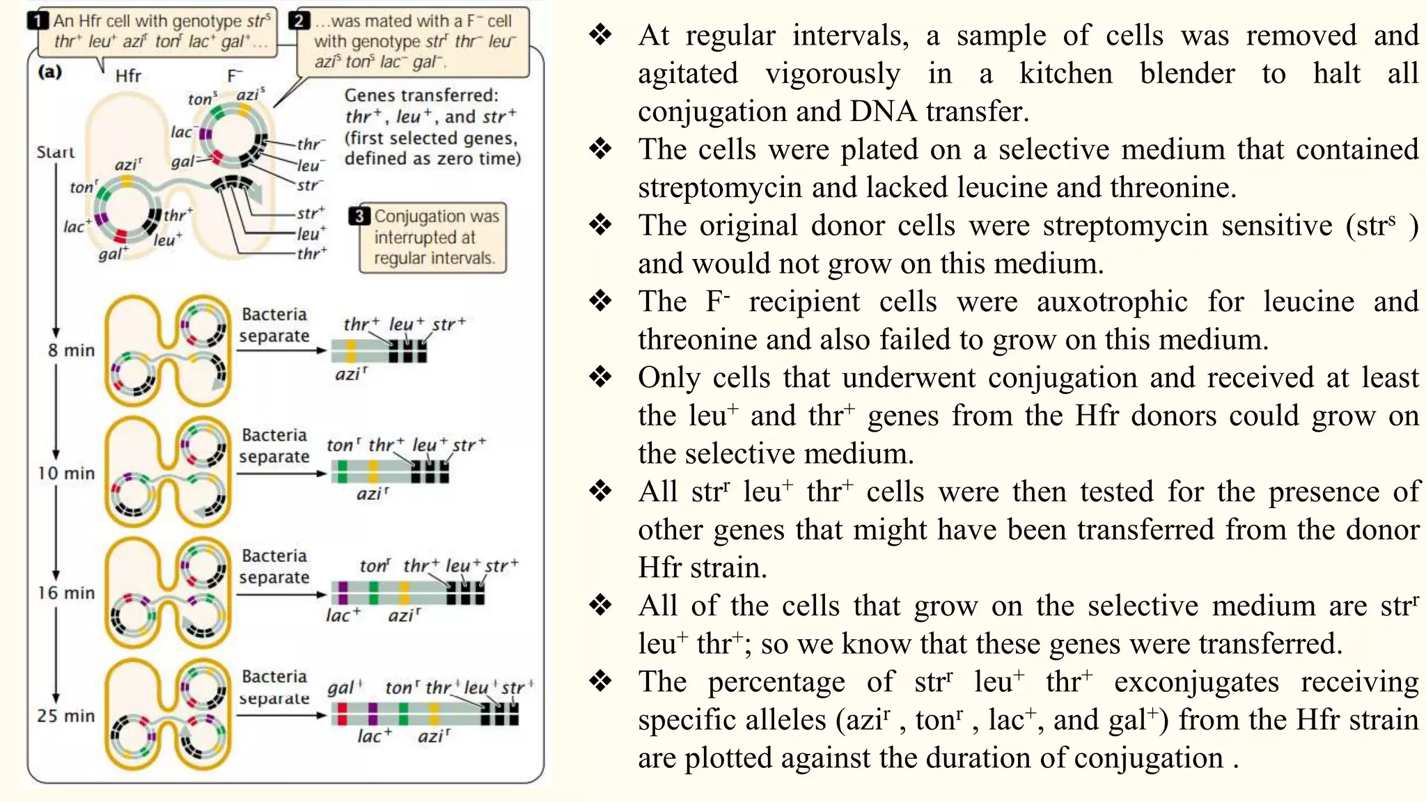 ❖ At regular intervals, a sample of cells was removed and
agitated vigorously in a kitchen blender to halt all
conjugation and DNA transfer.
❖ The cells were plated on a selective medium that contained
streptomycin and lacked leucine and threonine.
❖ The original donor cells were streptomycin sensitive (strs )
and would not grow on this medium.
❖ The F- recipient cells were auxotrophic for leucine and
threonine and also failed to grow on this medium.
❖ Only cells that underwent conjugation and received at least
the leu+ and thr+ genes from the Hfr donors could grow on
the selective medium.
❖ All strr leu+ thr+ cells were then tested for the presence of
other genes that might have been transferred from the donor
Hfr strain.
❖ All of the cells that grow on the selective medium are strr
leu+ thr+; so we know that these genes were transferred.
❖ The percentage of strr leu+ thr+ exconjugates receiving
specific alleles (azir , tonr , lac+, and gal+) from the Hfr strain
are plotted against the duration of conjugation .
 