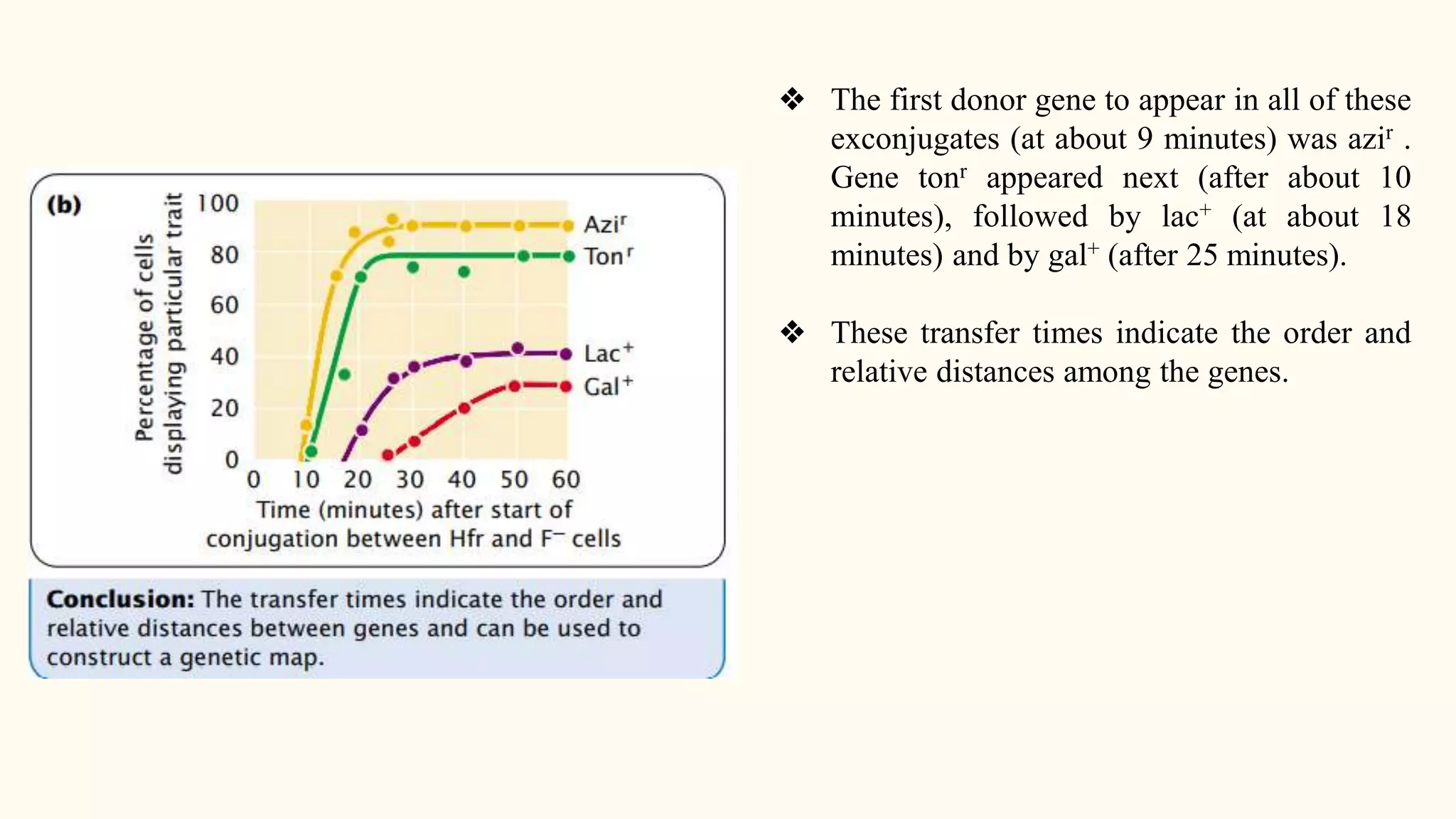 ❖ The first donor gene to appear in all of these
exconjugates (at about 9 minutes) was azir .
Gene tonr appeared next (after about 10
minutes), followed by lac+ (at about 18
minutes) and by gal+ (after 25 minutes).
❖ These transfer times indicate the order and
relative distances among the genes.
 