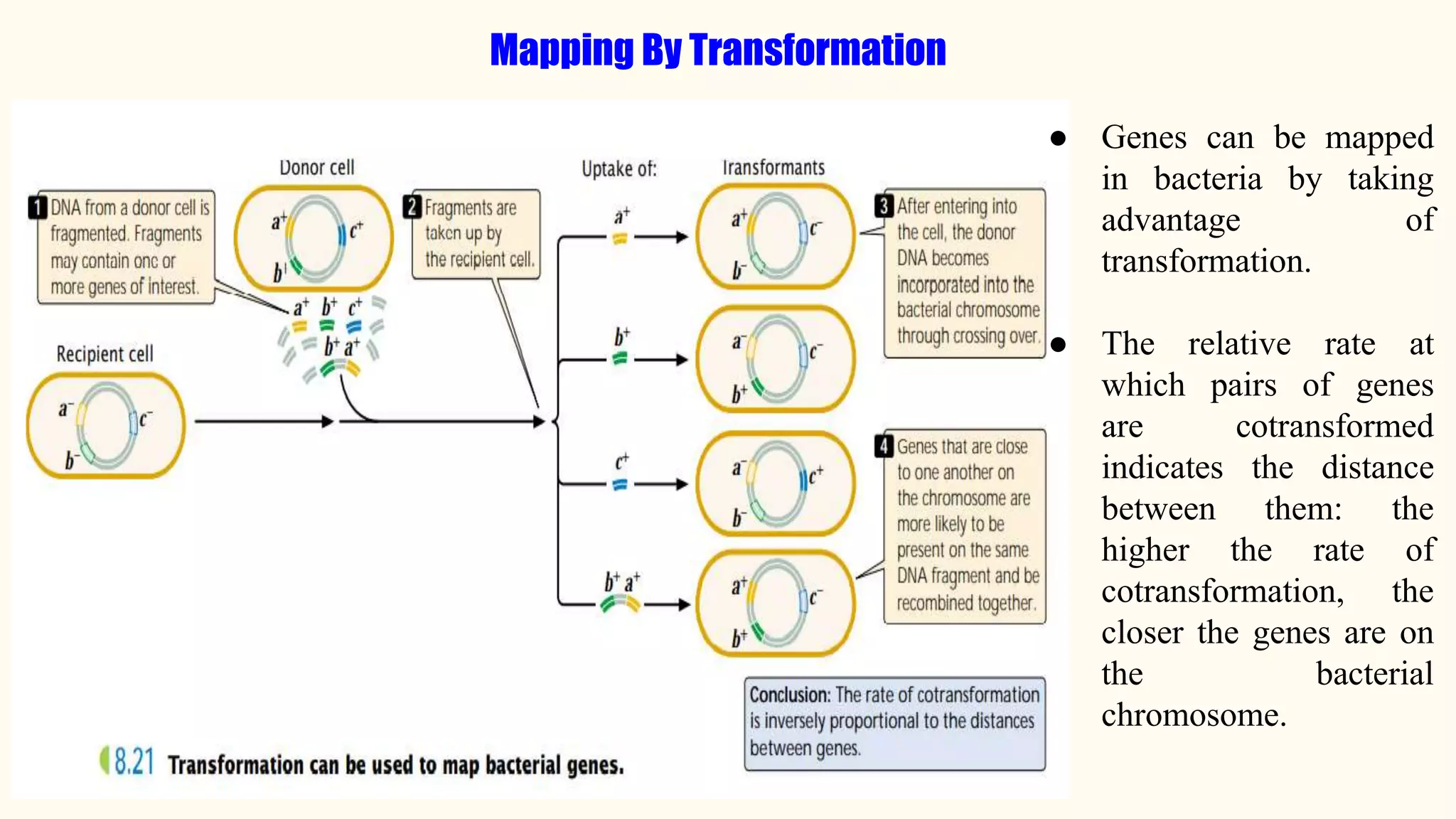 Mapping By Transformation
● Genes can be mapped
in bacteria by taking
advantage of
transformation.
● The relative rate at
which pairs of genes
are cotransformed
indicates the distance
between them: the
higher the rate of
cotransformation, the
closer the genes are on
the bacterial
chromosome.
 