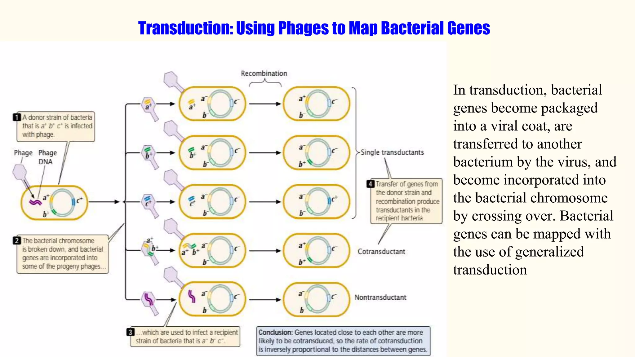 Transduction: Using Phages to Map Bacterial Genes
In transduction, bacterial
genes become packaged
into a viral coat, are
transferred to another
bacterium by the virus, and
become incorporated into
the bacterial chromosome
by crossing over. Bacterial
genes can be mapped with
the use of generalized
transduction
 