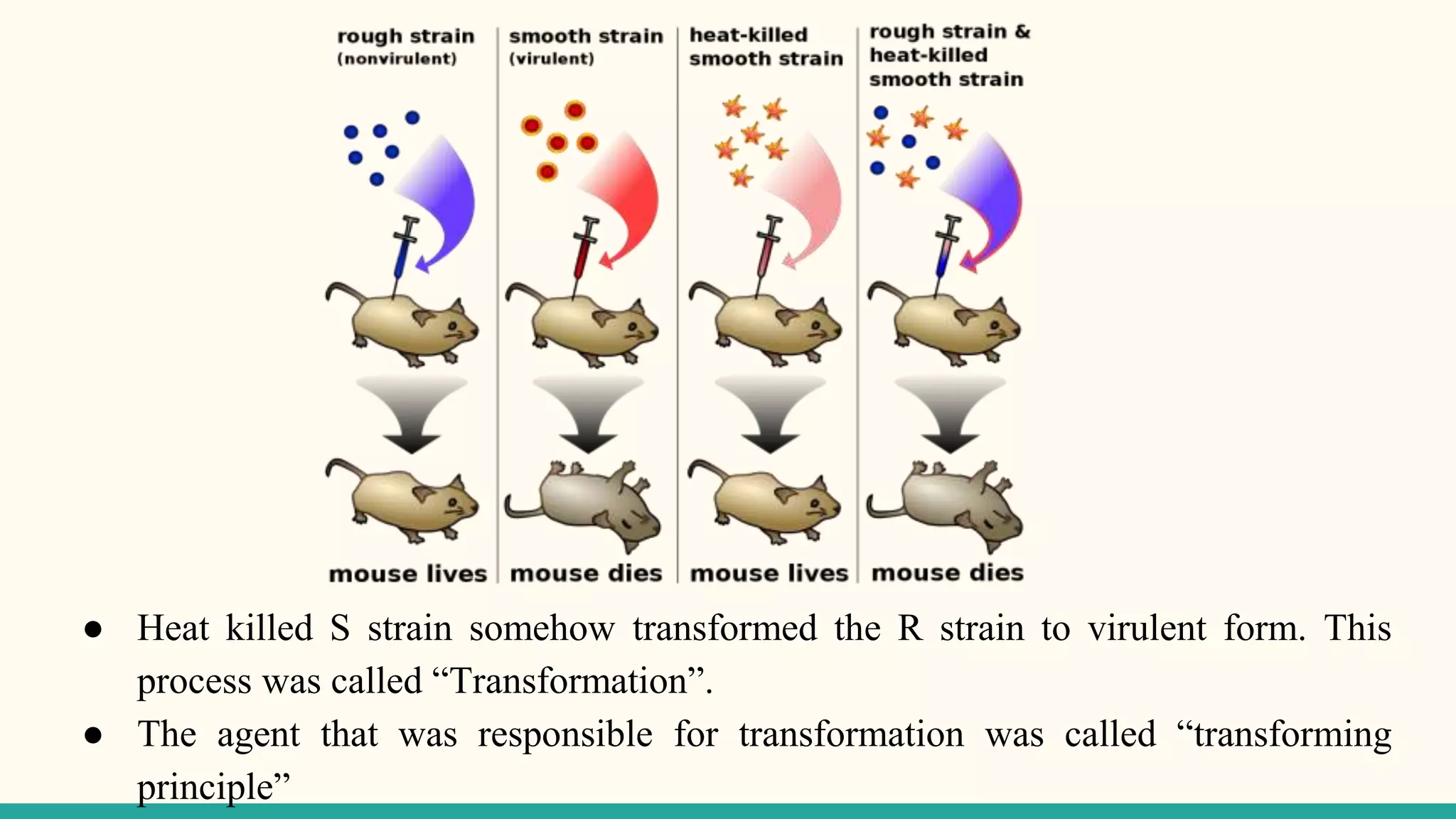 ● Heat killed S strain somehow transformed the R strain to virulent form. This
process was called “Transformation”.
● The agent that was responsible for transformation was called “transforming
principle”
 