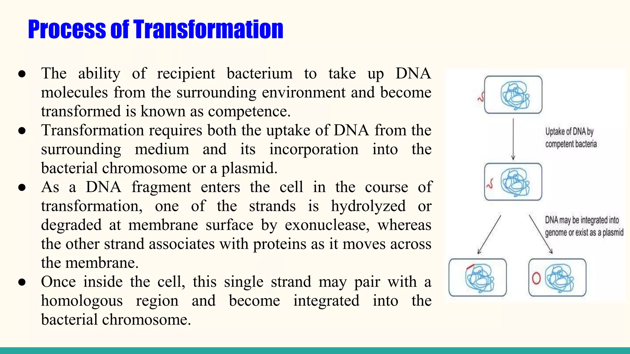 Process of Transformation
● The ability of recipient bacterium to take up DNA
molecules from the surrounding environment and become
transformed is known as competence.
● Transformation requires both the uptake of DNA from the
surrounding medium and its incorporation into the
bacterial chromosome or a plasmid.
● As a DNA fragment enters the cell in the course of
transformation, one of the strands is hydrolyzed or
degraded at membrane surface by exonuclease, whereas
the other strand associates with proteins as it moves across
the membrane.
● Once inside the cell, this single strand may pair with a
homologous region and become integrated into the
bacterial chromosome.
 