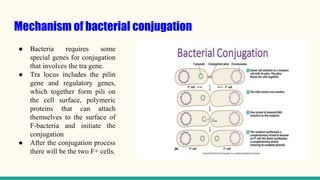 Mechanism of bacterial conjugation
● Bacteria requires some
special genes for conjugation
that involves the tra gene.
● Tra locus includes the pilin
gene and regulatory genes,
which together form pili on
the cell surface, polymeric
proteins that can attach
themselves to the surface of
F-bacteria and initiate the
conjugation
● After the conjugation process
there will be the two F+ cells.
 