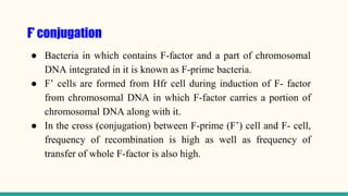 F’ conjugation
● Bacteria in which contains F-factor and a part of chromosomal
DNA integrated in it is known as F-prime bacteria.
● F’ cells are formed from Hfr cell during induction of F- factor
from chromosomal DNA in which F-factor carries a portion of
chromosomal DNA along with it.
● In the cross (conjugation) between F-prime (F’) cell and F- cell,
frequency of recombination is high as well as frequency of
transfer of whole F-factor is also high.
 