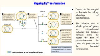 Mapping By Transformation
● Genes can be mapped
in bacteria by taking
advantage of
transformation.
● The relative rate at
which pairs of genes
are cotransformed
indicates the distance
between them: the
higher the rate of
cotransformation, the
closer the genes are on
the bacterial
chromosome.
 