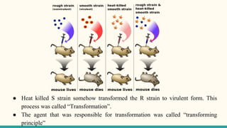 ● Heat killed S strain somehow transformed the R strain to virulent form. This
process was called “Transformation”.
● The agent that was responsible for transformation was called “transforming
principle”
 