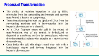 Process of Transformation
● The ability of recipient bacterium to take up DNA
molecules from the surrounding environment and become
transformed is known as competence.
● Transformation requires both the uptake of DNA from the
surrounding medium and its incorporation into the
bacterial chromosome or a plasmid.
● As a DNA fragment enters the cell in the course of
transformation, one of the strands is hydrolyzed or
degraded at membrane surface by exonuclease, whereas
the other strand associates with proteins as it moves across
the membrane.
● Once inside the cell, this single strand may pair with a
homologous region and become integrated into the
bacterial chromosome.
 