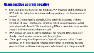 Gram positive vs gram negative
● The Gram positive bacterial cell binds dsDNA fragment and the uptake of
DNA into the cytoplasm is random and any portion of the donors may be
entered.
● In case of Gram negative bacteria, DNA uptake is associated with the
formation of small membranous structure called transformasomes which
protrude outside the cell. The transforming DNA is taken into these vesicles
where it is then internalized into the cell.
● DNA uptake in Gram negative bacteria is not random, DNA from only
closely related species can enter into the cytoplasm.
● DNA uptake requires the presence of specific sequence called Uptake
sequence, an 11 bp sequence repeated many times in gram neg bacteria
genome. DNA must have this sequence to be bound by a competent cell.
 