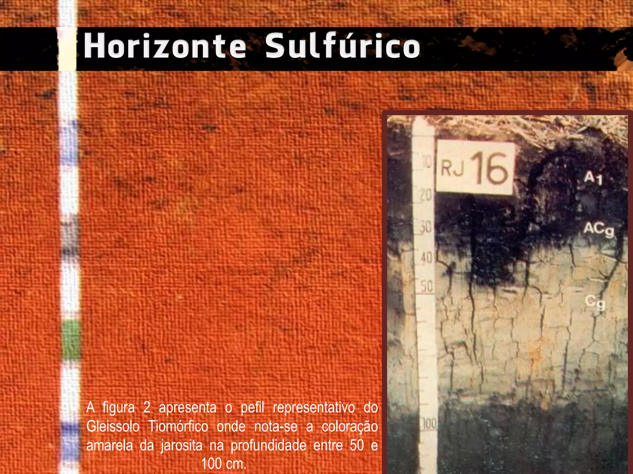 A figura 2 apresenta o pefil representativo do
Gleissolo Tiomórfico onde nota-se a coloração
amarela da jarosita na profundidade entre 50 e
100 cm.

 