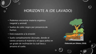 HORIZONTE A (DE LAVADO)
• Podemos encontrar materia orgánica
(vegetal y animal)
• Suelos de color negro por presencia de
humus
• Está expuesto a la erosión
• Suelo completamente desnudo, donde el
viento arrastra el material y el agua polea en
un grado de inclinación la cual lava y
arrastra el suelo.
Elaborado por (Mateo, 2010)
 