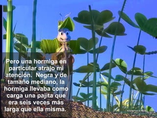Pero una hormiga en particular atrajo mi   atención.  Negra y de tamaño mediano, la hormiga llevaba como carga una pajita que era seis veces más larga que ella misma.  