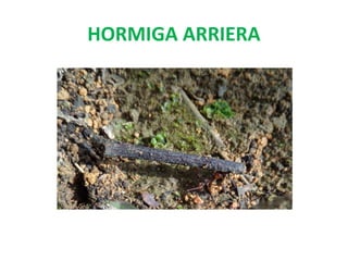 HORMIGA ARRIERA

 