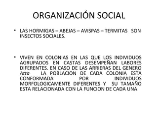 Hormiga arriera | PPT