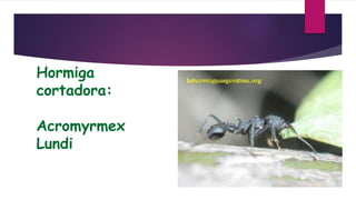 Hormiga
cortadora:
Acromyrmex
Lundi
 