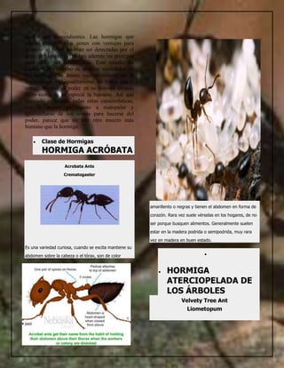 Hormigas