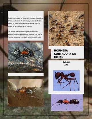 Hormigas