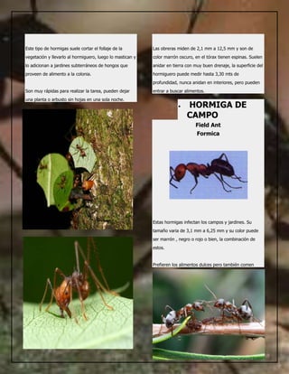 Hormigas