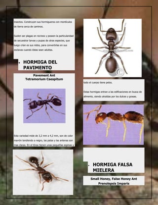 Hormigas