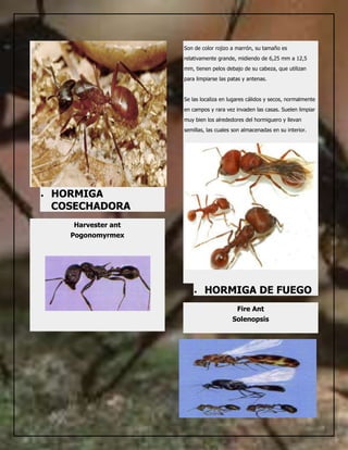 Hormigas