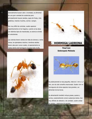 Hormigas