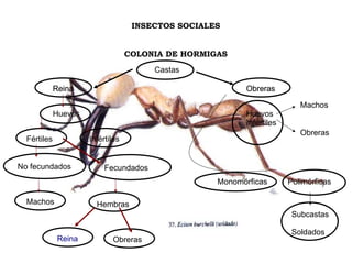 Hormigas | PDF