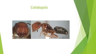 Colobopsis
 