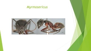 Myrmosericus
 