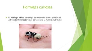 Hormigas curiosas
 La hormiga panda u hormiga de terciopelo es una especie de
artrópodo Himenóptero que pertenece a la familia mutillidae.
 