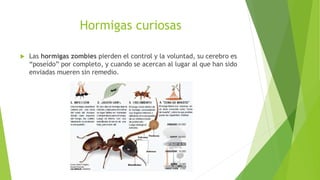 Hormigas curiosas
 Las hormigas zombies pierden el control y la voluntad, su cerebro es
“poseído” por completo, y cuando se acercan al lugar al que han sido
enviadas mueren sin remedio.
 
