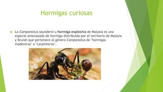 Hormigas curiosas
 La Camponotus saundersi u hormiga explosiva de Malasia es una
especie amenazada de hormiga distribuida por el territorio de Malasia
y Brunéi que pertenece al género Camponotus de "hormigas
madereras" o "carpinteras".
 