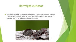 Hormigas curiosas
 Hormiga tortuga. Esta especie se llama Cephalotes varians, habita
regularmente en los trópicos y su característica principal, como
pueden ver, es su cabeza en forma de plato.
 