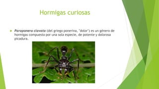 Hormigas curiosas
 Paraponera clavata (del griego ponerina, "dolor") es un género de
hormigas compuesto por una sola especie, de potente y dolorosa
picadura.
 
