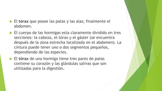  El tórax que posee las patas y las alas; finalmente el
abdomen.
 El cuerpo de las hormigas esta claramente dividido en tres
secciones: la cabeza, el tórax y el gáster (se encuentra
después de la zona estrecha localizada en el abdomen). La
cintura puede tener uno o dos segmentos pequeños,
dependiendo de las especies.
 El tórax de una hormiga tiene tres pares de patas
contiene su corazón y las glándulas salivas que son
utilizadas para la digestión.
 