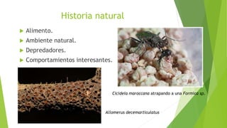 Historia natural
 Alimento.
 Ambiente natural.
 Depredadores.
 Comportamientos interesantes.
Allomerus decemarticulatus
Cicidela maroccana atrapando a una Formica sp.
 