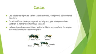 Castas
 Casi todas las especies tienen la clase obrera, compuesta por hembras
estériles.
 Otra función es la de proteger el hormiguero, por eso que reciban
también el nombre de hormigas soldado.
 La hormiga reina en cambio es solitaria. No va acompañada de ningún
macho cuando forma el hormiguero.
 