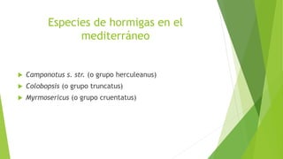 Especies de hormigas en el
mediterráneo
 Camponotus s. str. (o grupo herculeanus)
 Colobopsis (o grupo truncatus)
 Myrmosericus (o grupo cruentatus)
 
