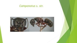 Camponotus s. str.
 