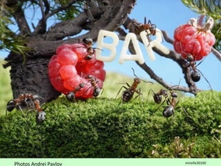 Photos Andrei Pavlov mireille30100
 