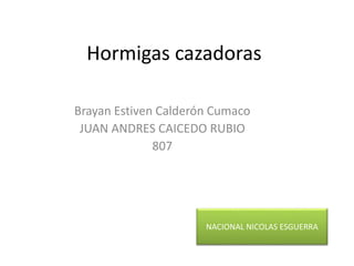 Hormigas cazadoras
Brayan Estiven Calderón Cumaco
JUAN ANDRES CAICEDO RUBIO
807
NACIONAL NICOLAS ESGUERRA
 