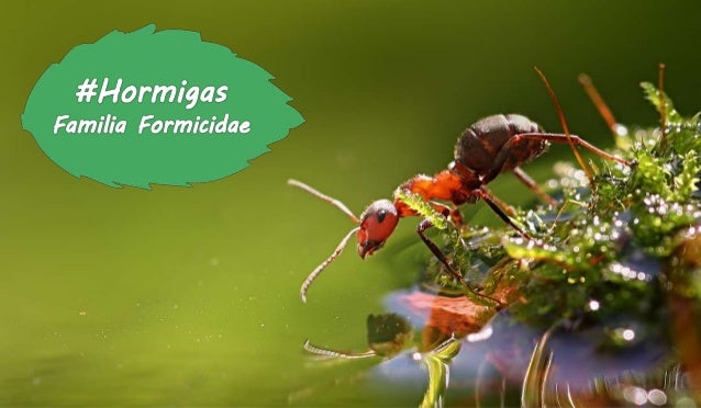 Cleveland, P; Hickman, Jr. y otros. (2009). Principios Integrales de Zoología 14ª ed. España: MCGRAW-HILL/INTERAMERICANA
 