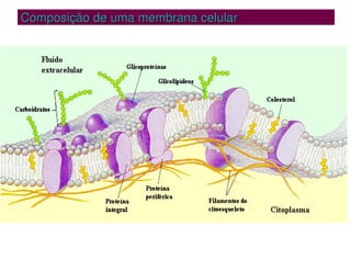 Composição de uma membrana celular
Composição de uma membrana celular
 