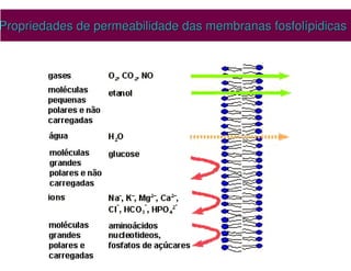Propriedades de permeabilidade das membranas
Propriedades de permeabilidade das membranas fosfolípidicas
fosfolípidicas
 