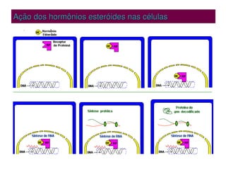 Ação dos hormônios
Ação dos hormônios esteróides
esteróides nas células
nas células
 
